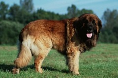 Il retrouve sa montre dans le ventre de son chien grâce à l’alarme Il retrouve sa montre dans le ventre de son chien grâce à l’alarme
