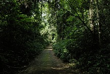 Environnement : 83% de la forêt ivoirienne détruit