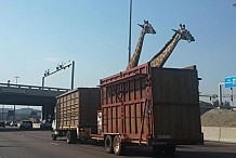 Afrique du Sud: Une girafe meurt sur l’autoroute en percutant un pont