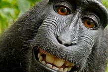 Wikipedia refuse de retirer une photo de singe de son site car il s'agit d'un selfie et que le singe devrait le demander lui-même...