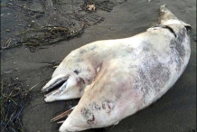 Turquie: Il découvre un dauphin à deux têtes sur la plage