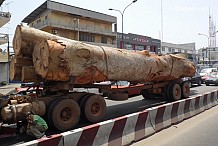 Environ 200.000 hectares de forêt disparaissent par an en Côte d'Ivoire (officiel) 