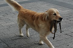 Un village américain a un chien pour maire Un village américain a un chien pour maire
