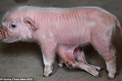 (vidéo) Ce mignon petit cochon a en réalité… six pattes et huit pieds 