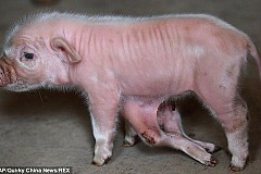 (vidéo) Ce mignon petit cochon a en réalité… six pattes et huit pieds (vidéo) Ce mignon petit cochon a en réalité… six pattes et huit pieds