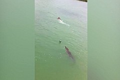 (Vidéo et Photos)«Le crocodile l'a associé à de la nourriture» (Vidéo et Photos)«Le crocodile l'a associé à de la nourriture»