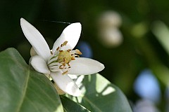 Fleur d'oranger, l'eau calmante