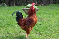 Il met son bracelet électronique à un coq et va vendre de la drogue
Il met son bracelet électronique à un coq et va vendre de la drogue