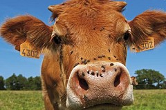 Belgique: Une fermière piétinée par sa vache
