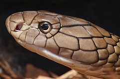 L'ado était accro au venin de serpent