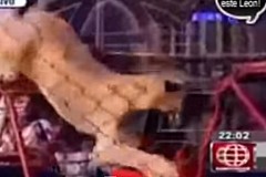 (vidéo) Une institutrice attaquée par une lionne en plein spectacle, devant ses élèves