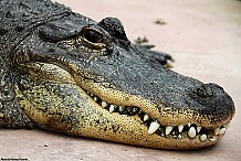 Un alligator de 4,5 mètres capturé en Alabama, un record pour cet Etat