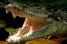 Australie: Happé par un crocodile sous les yeux de sa femme