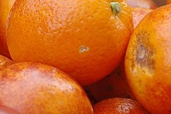 Afrique du Sud: un ouvrier agricole tué à coups d'oranges