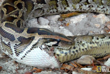  (vidéo) Un Python dévore son congénère qui refuse de partager son repas