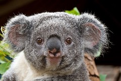 (Vidéo) Un koala sauvé grâce à du bouche-à-bouche (Vidéo) Un koala sauvé grâce à du bouche-à-bouche