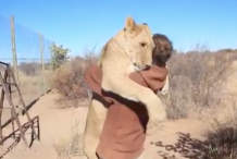 (vidéo) Un lion fait un gros câlin à un homme