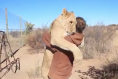 (vidéo) Un lion fait un gros câlin à un homme