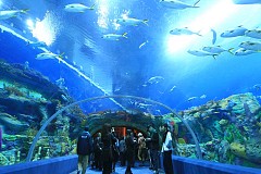 Chine : Le plus grand aquarium du monde 