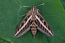 Trois jours avec un papillon bourdonnant dans l'oreille