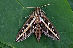 Trois jours avec un papillon bourdonnant dans l'oreille