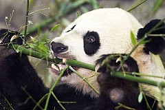 Un panda simule une grossesse pour manger plus