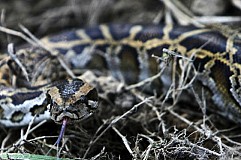 (France) Lot : il tombe nez à nez avec un python royal dans son jardin