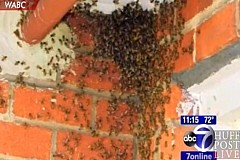 (Vidéo) New York: Elle vivait avec 50.000 abeilles au plafond