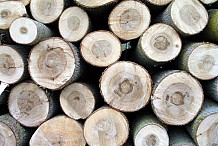 Filière bois: La maîtrise des techniques de base de l’OIBT au centre d’un séminaire de formation des acteurs forestiers