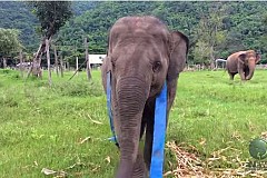 VIDÉO. Cet éléphant s'entraîne à la gymnastique avec un ruban