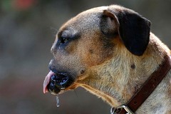 Ce chien a subi une violente attaque au couteau: ses propriétaires cruels lui ont coupé la moitié du museau!