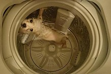 (Photos) Chine: Il lave son chien dans la machine à laver