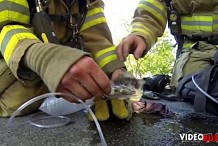 Allemagne: Un chat sauvé et réanimé par les pompiers