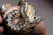 Costa Rica: Il est arrêté avec 150 animaux exotiques dans ses bagages
