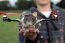  (vidéo) Un adolescent transforme son rat mort en drone