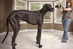 Zeus, le chien le plus grand du monde, est mort
