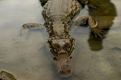 Thaïlande: Une femme se suicide en se jetant dans un bassin de crocodiles
