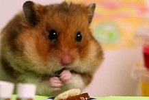 Ce hamster a battu un homme au concours du plus gros mangeur de hot dogs