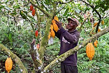Filière Café – Cacao : Les producteurs réclament des redevances.
