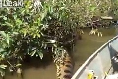 (vidéo) Ils harcèlent un monstrueux serpent, en pleine digestion 