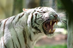 Inde: Un tigre blanc tue un enfant au zoo