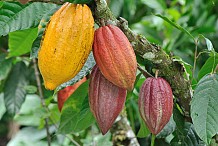La Côte d’Ivoire va récolter 1.719.000 tonnes de cacao (exportateurs)