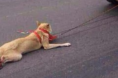 La vidéo d'un chien traîné derrière une voiture fait scandale La vidéo d'un chien traîné derrière une voiture fait scandale