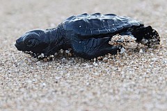 Etats-Unis: Un homme tente de faire passer 50 tortues à la frontière