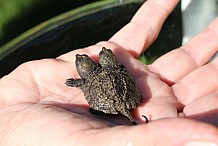 Elle recueille une tortue à deux têtes