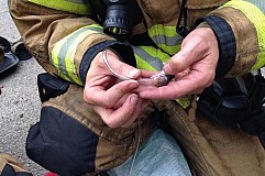 Sauvetage épique d'une famille de hamsters