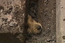 (Vidéo) Un chiot sauvé des égouts grâce à la solidarité des passants