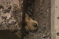 (Vidéo) Un chiot sauvé des égouts grâce à la solidarité des passants (Vidéo) Un chiot sauvé des égouts grâce à la solidarité des passants