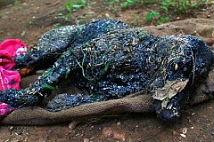 (Vidéo) Sauvetage d’un chien dans une mare de goudron