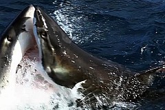 (Vidéo) Le combat de deux requins blancs sous l'oeil médusé d'un équipage de pêcheurs (Vidéo) Le combat de deux requins blancs sous l'oeil médusé d'un équipage de pêcheurs